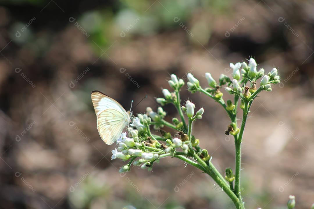 Planta flor muda nascendo flores fundo desfocado