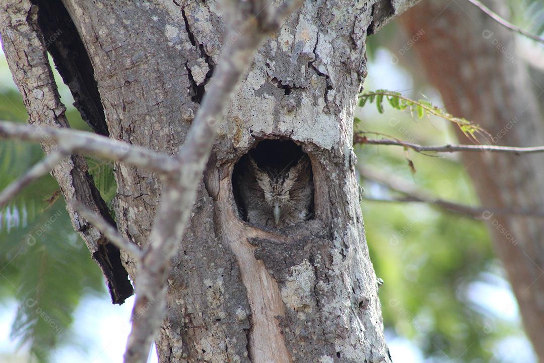 Passaros sobre arvore ninho floresta