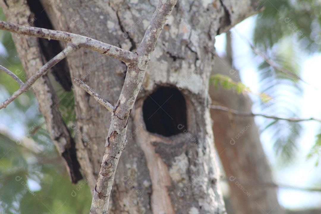 Passaros sobre arvore ninho floresta