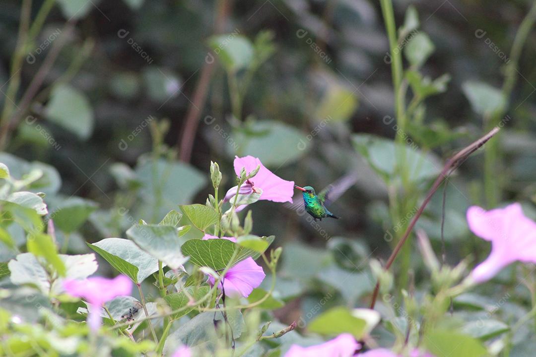 Planta flor muda nascendo flores fundo desfocado