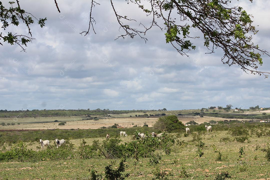 Casa velha sobre uma fazenda terreno sitio