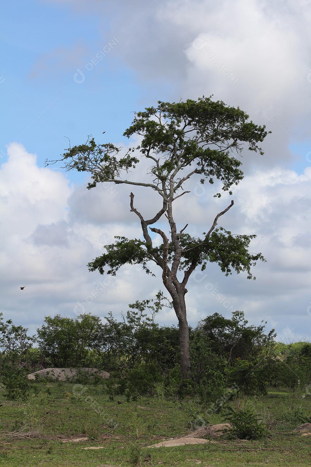 Floresta mata fechada sobre dia ensolarado céu nublado