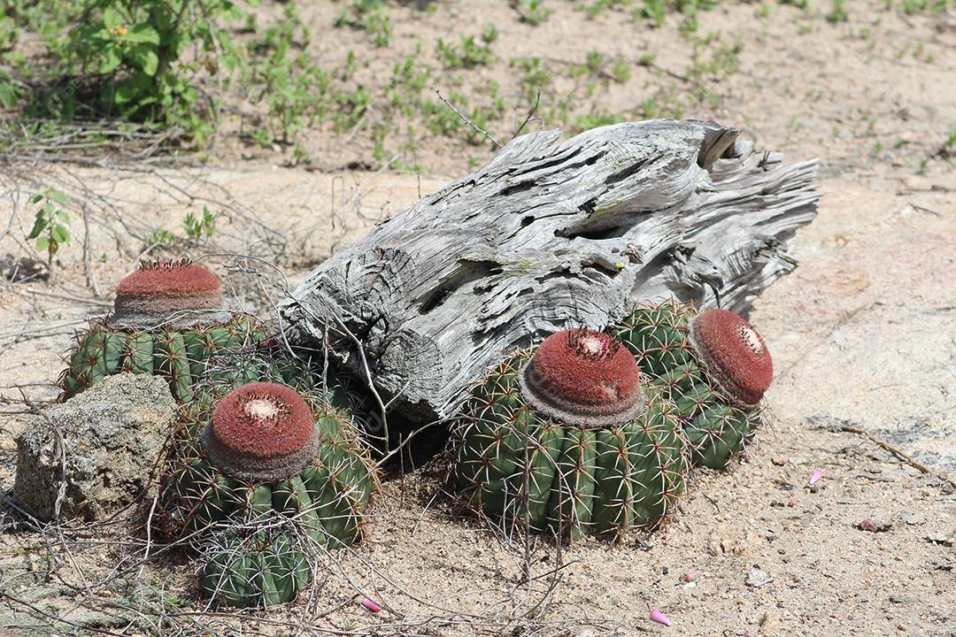 Floresta mata fechada sobre dia ensolarado céu nublado