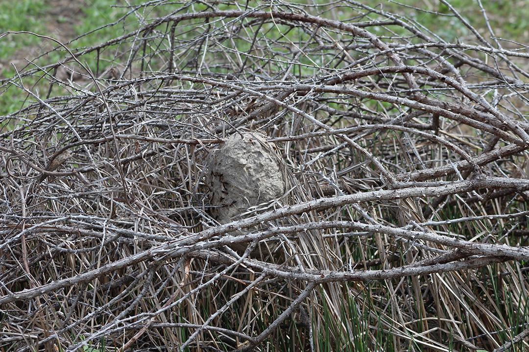 Floresta mata fechada sobre dia ensolarado céu nublado