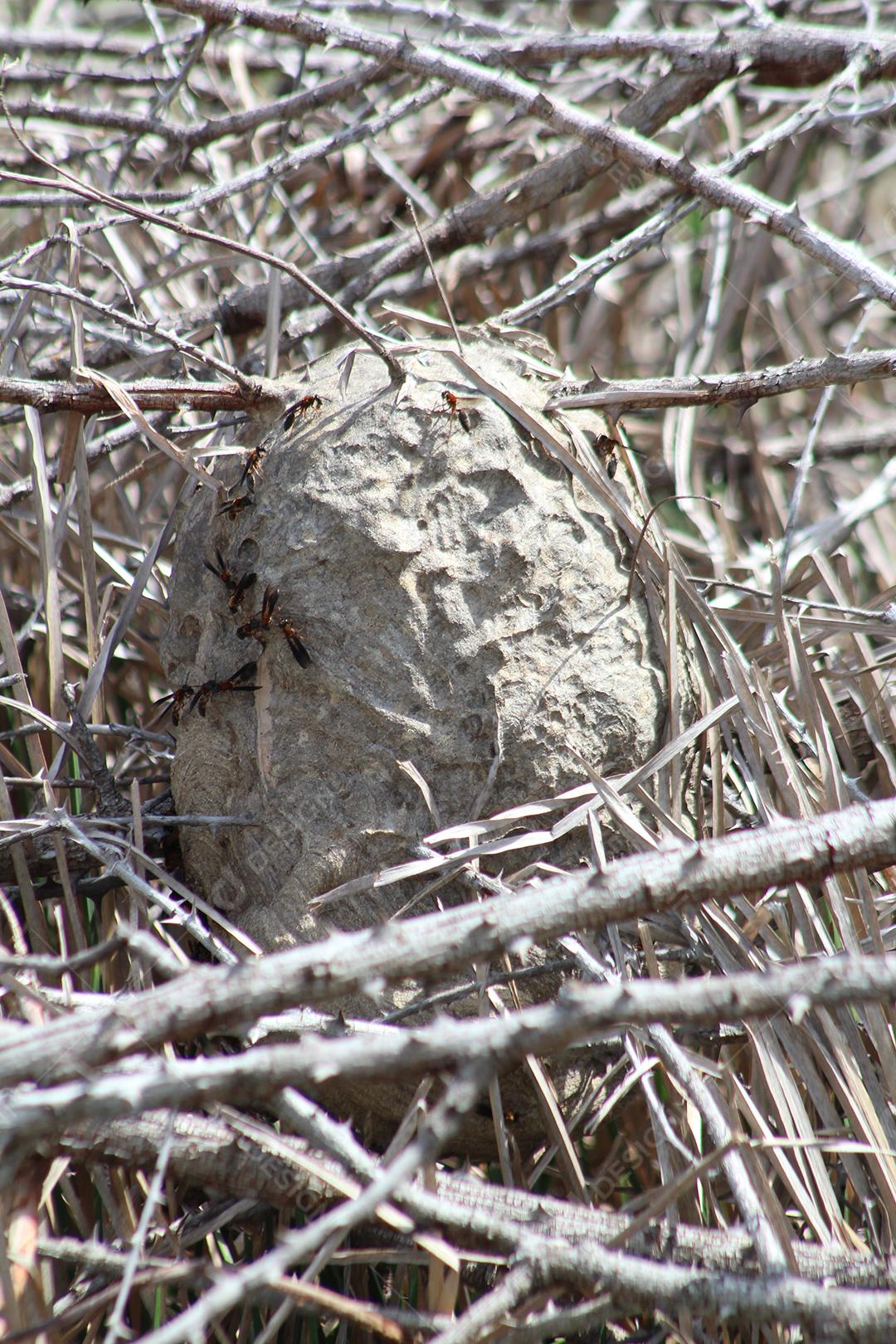 Floresta mata fechada sobre dia ensolarado céu nublado