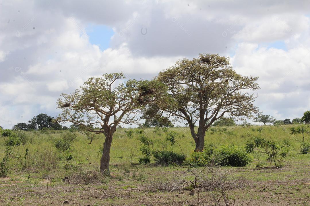 Floresta mata fechada sobre dia ensolarado céu nublado