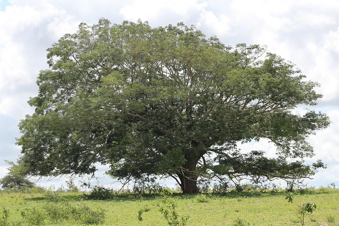 Floresta mata fechada sobre dia ensolarado céu nublado