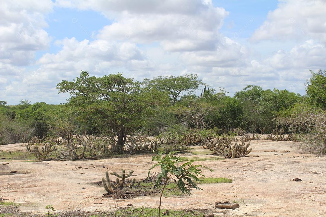 Floresta mata fechada sobre dia ensolarado céu nublado