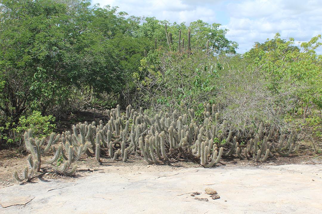 Cacto sobre uma floresta mata fechada dia ensolarada planta