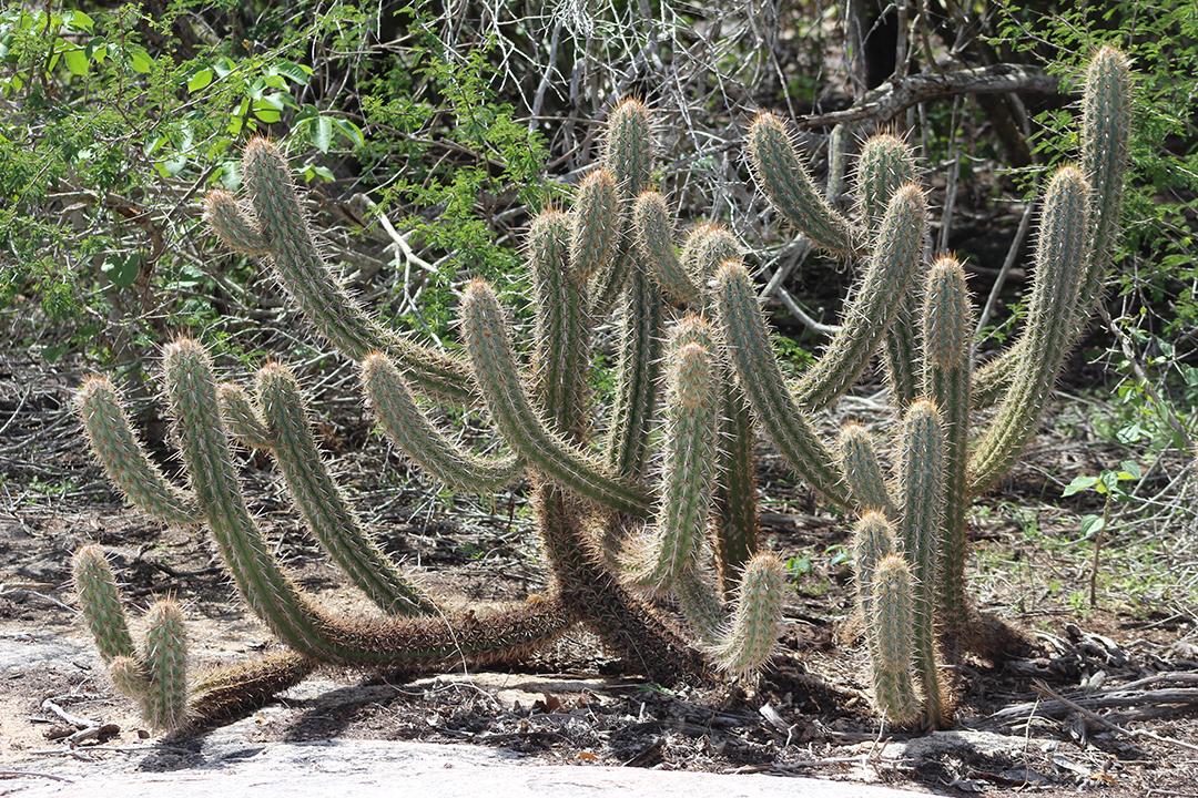 Cacto sobre uma floresta mata fechada dia ensolarada planta