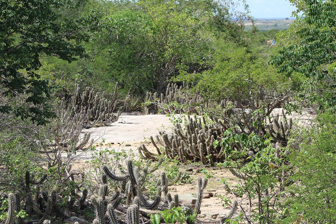 Cacto sobre uma floresta mata fechada dia ensolarada planta