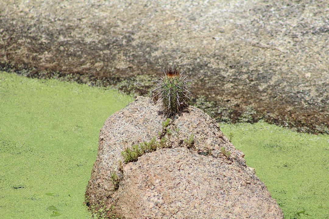 Cacto sobre uma floresta mata fechada dia ensolarada planta