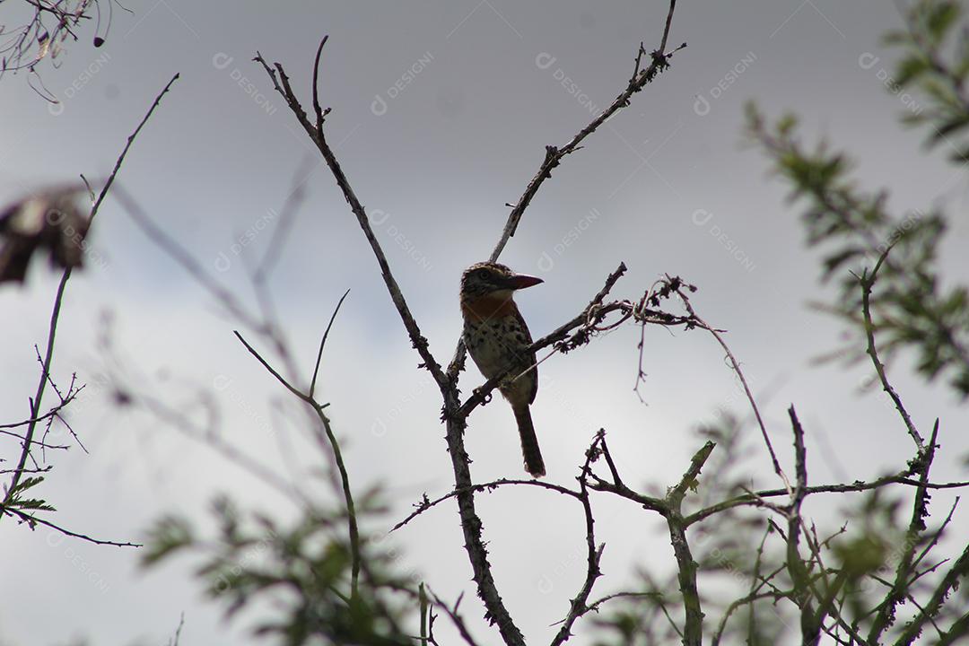 Aves pássaros sobre galho de arvore sobre uma floresta céu nublado