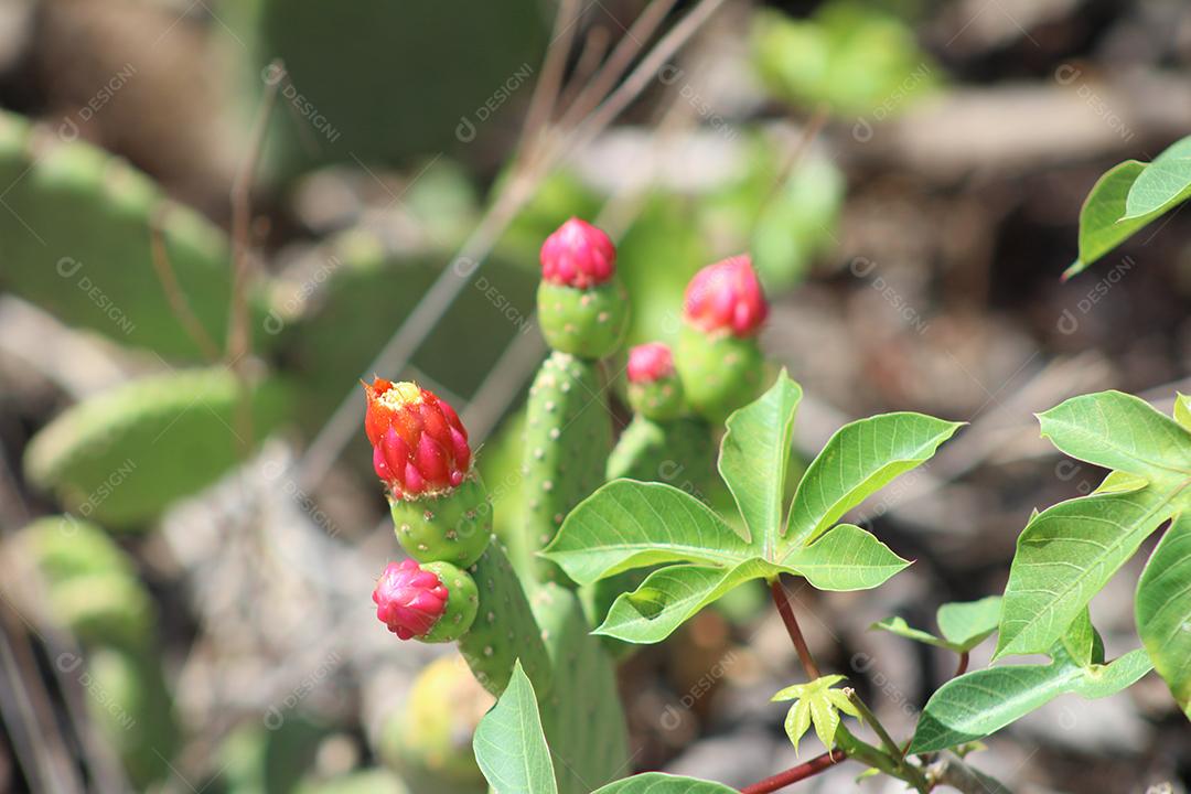 Beija flor Planta flor muda nascendo flores fundo desfocado