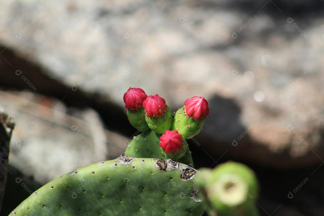 Planta flor muda nascendo flores fundo desfocado