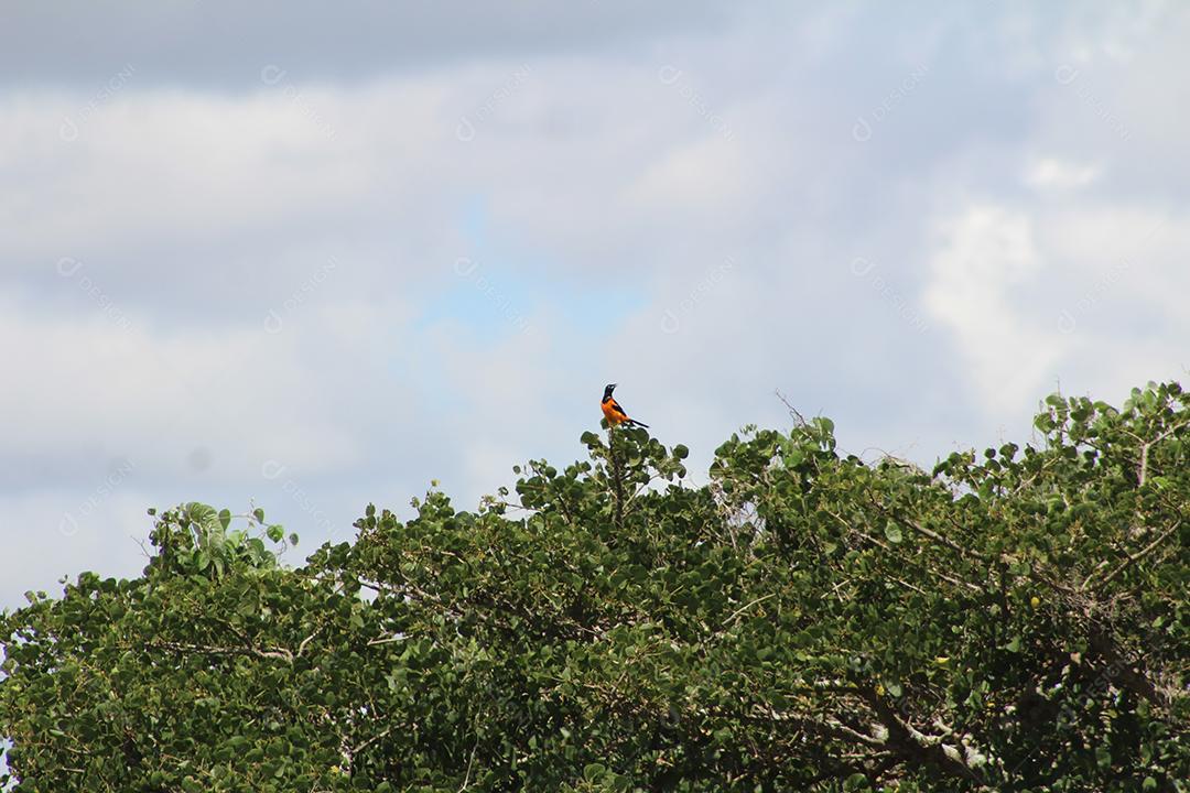 Floresta mata fechada sobre dia ensolarado céu nublado