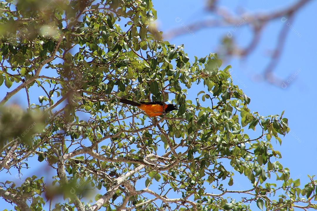 Aves pássaros sobre galho de arvore sobre uma floresta céu nublado