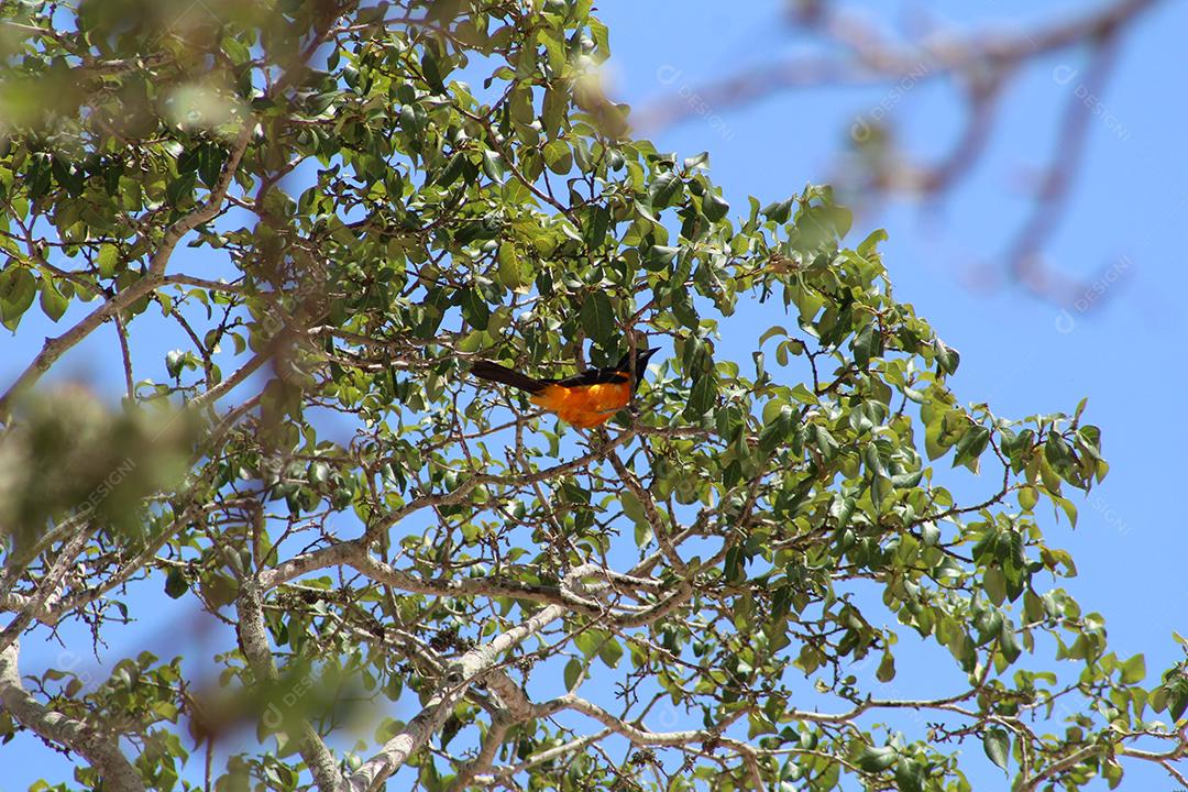 Aves pássaros sobre galho de arvore sobre uma floresta céu nublado
