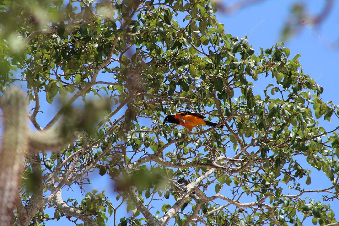 Aves pássaros sobre galho de arvore sobre uma floresta céu nublado