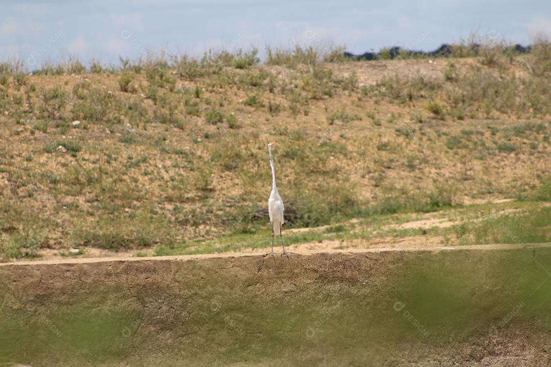 Garça andando sobre floresta fazenda