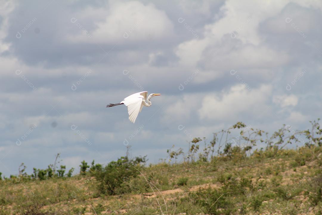 Garça voando sobre céu fazenda floresta