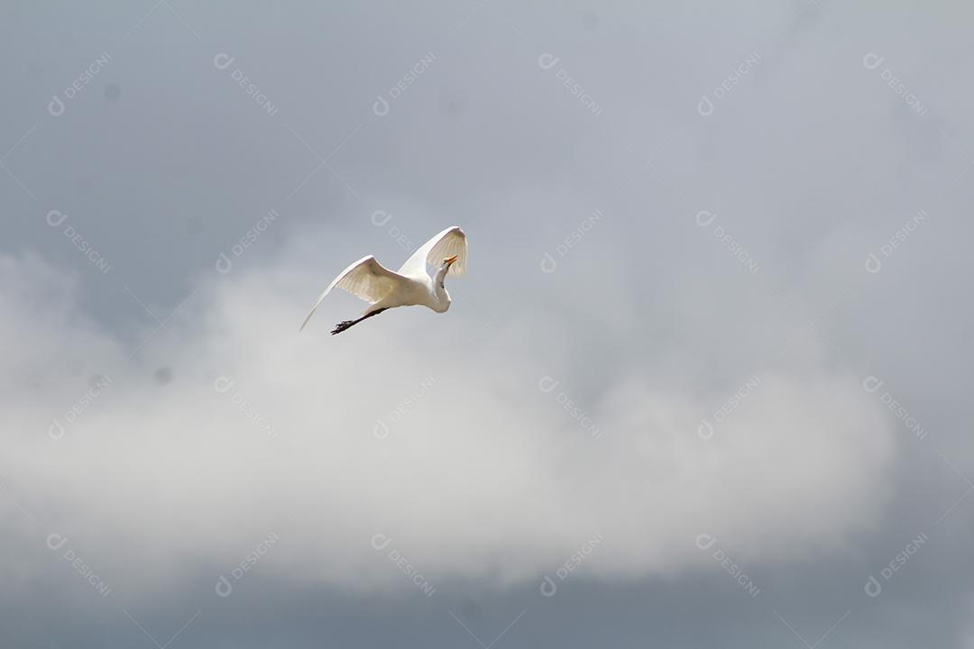 Garça voando sobre céu fazenda floresta