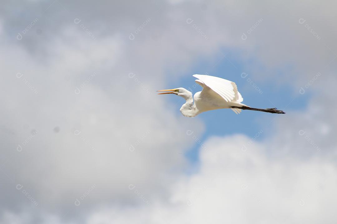 Garça voando sobre céu fazenda floresta