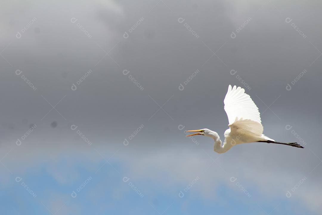 Garça voando sobre céu fazenda floresta