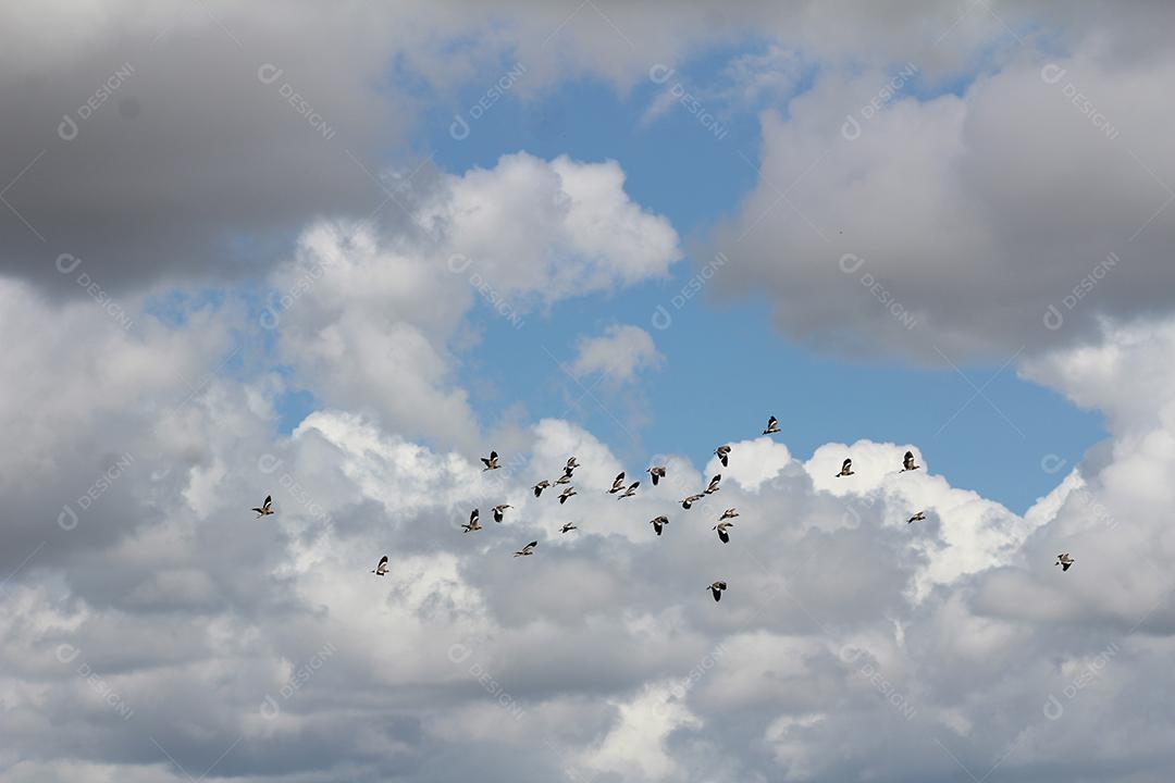Bando de pássaros aves voado sobre céu nublado