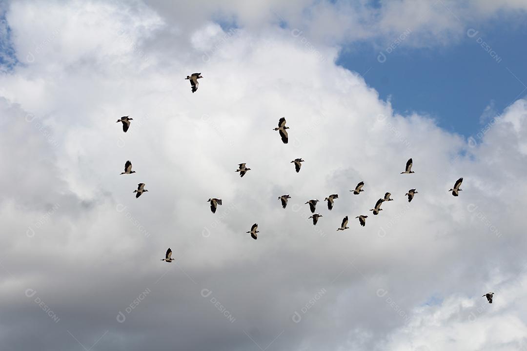 Bando de pássaros aves voado sobre céu nublado
