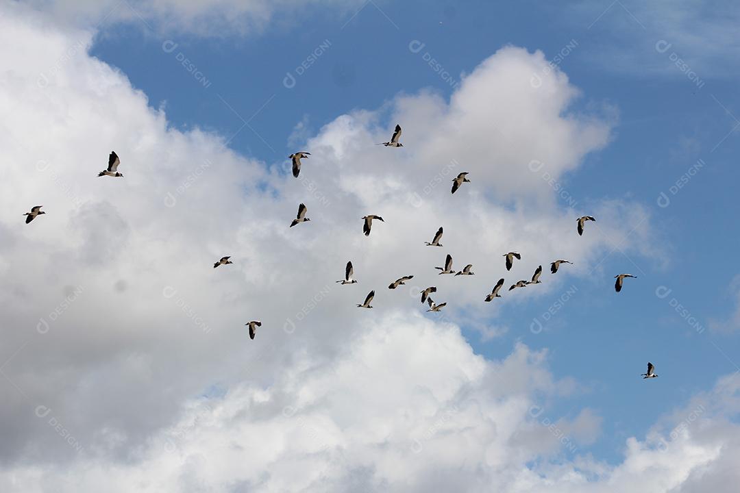 Bando de pássaros aves voado sobre céu nublado