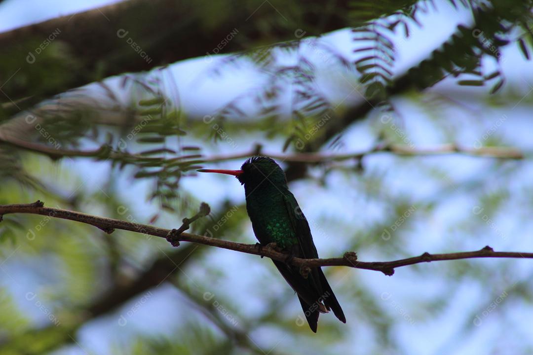 Aves pássaros sobre galho de arvore sobre uma floresta céu nublado