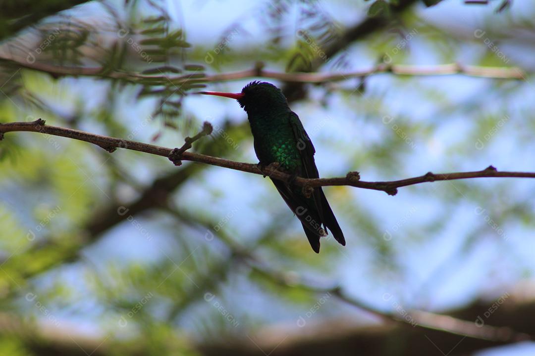Aves pássaros sobre galho de arvore sobre uma floresta céu nublado