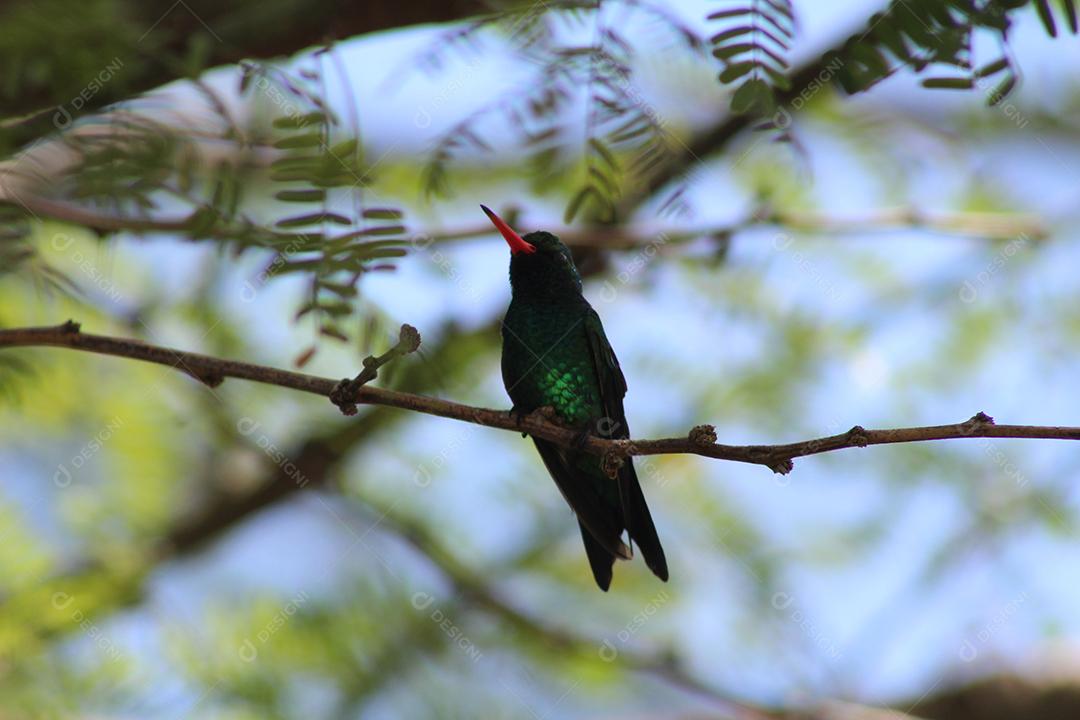 Aves pássaros sobre galho de arvore sobre uma floresta céu nublado