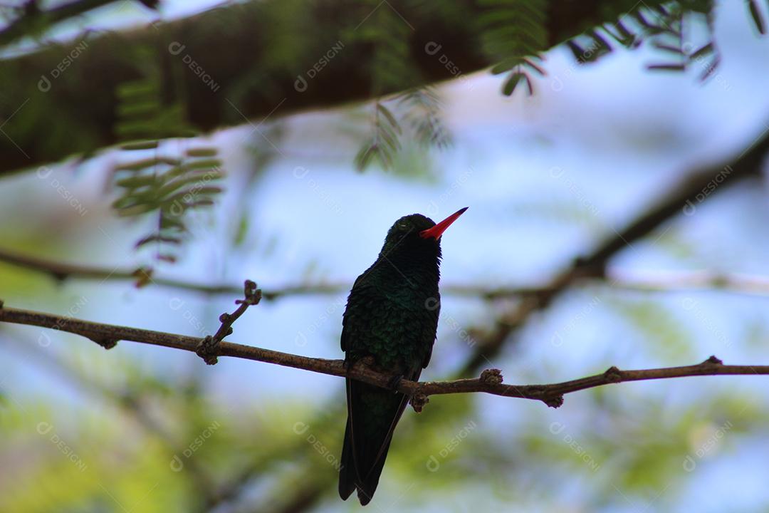 Aves pássaros sobre galho de arvore sobre uma floresta céu nublado