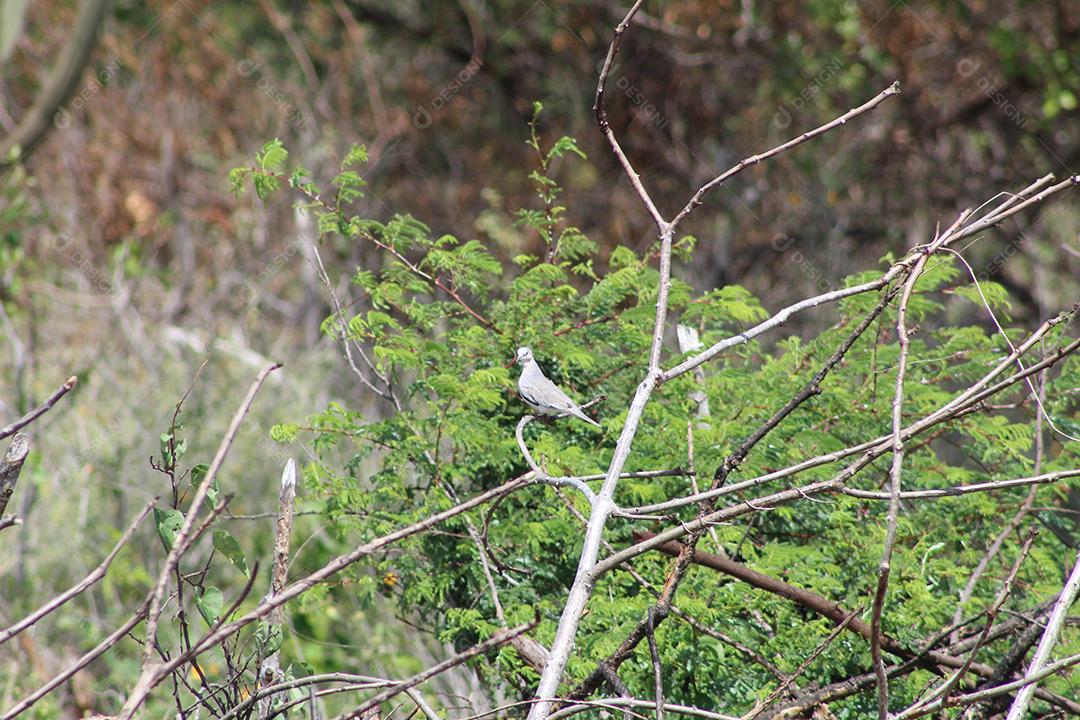 Aves pássaros sobre galho de arvore sobre uma floresta céu nublado