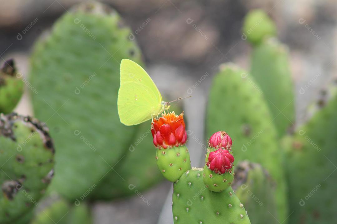 Cactus in a dense woods forest sunny day plant