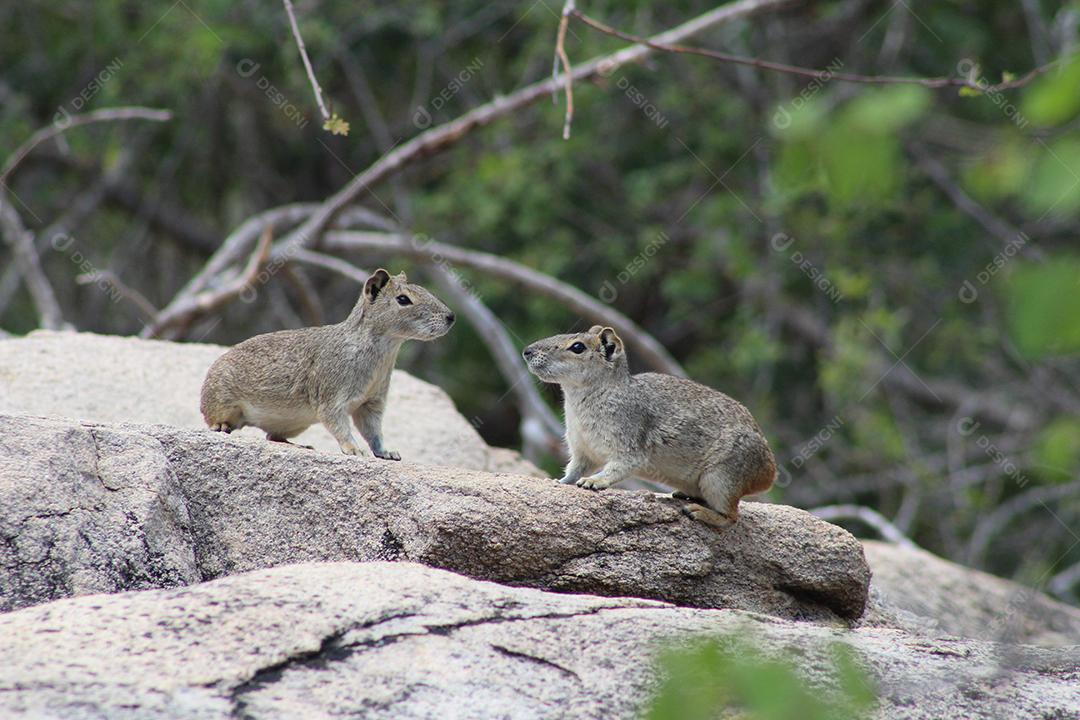 Esquilos sobre floresta pedreiras animal