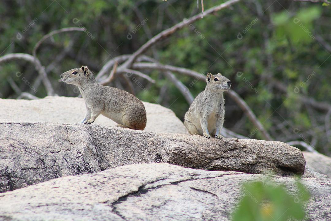 Esquilos sobre floresta pedreiras animal