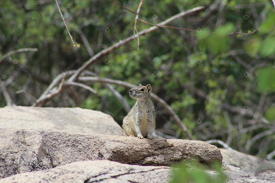 Esquilos sobre floresta pedreiras animal
