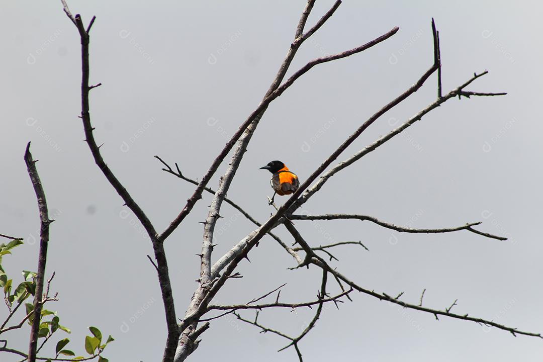 Aves pássaros sobre galho de arvore sobre uma floresta céu nublado