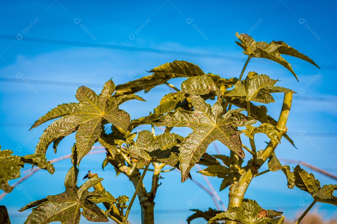 folhas de mamonas na natureza