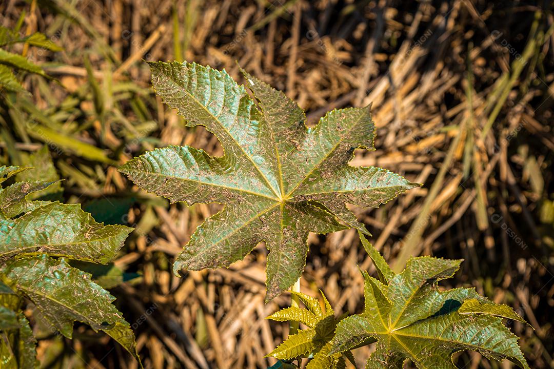 folhas de mamonas na natureza