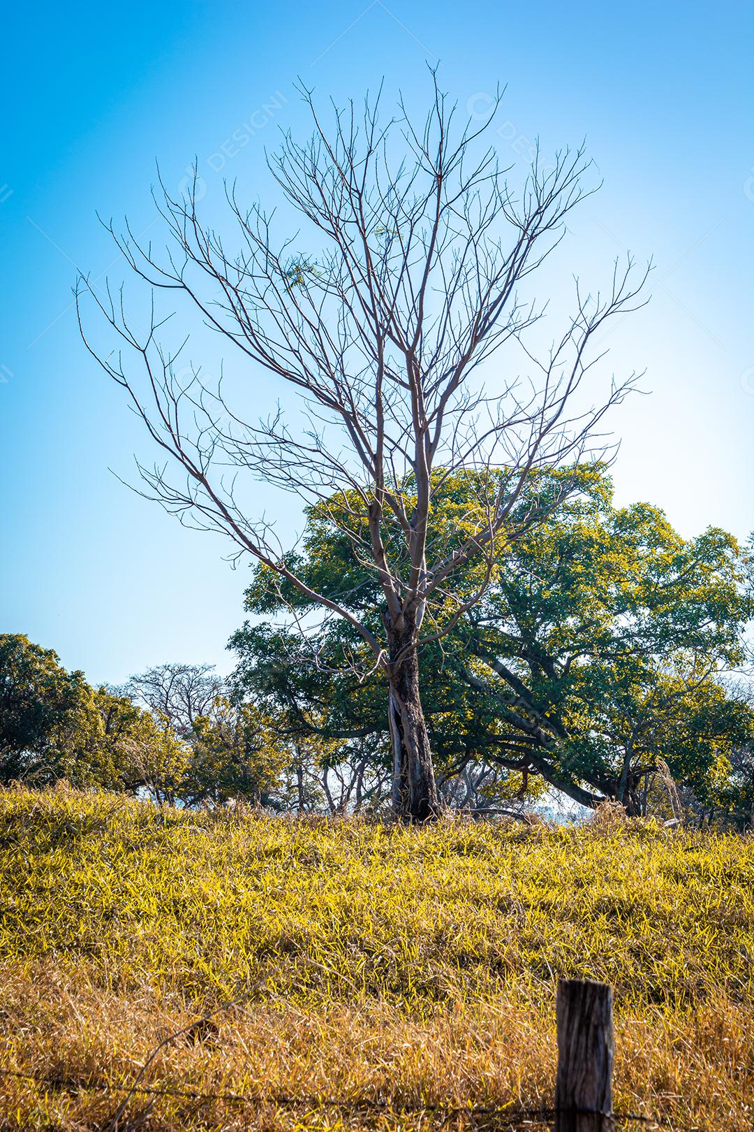 paisagem rural, de estrada de terra com arvores e ceu azul