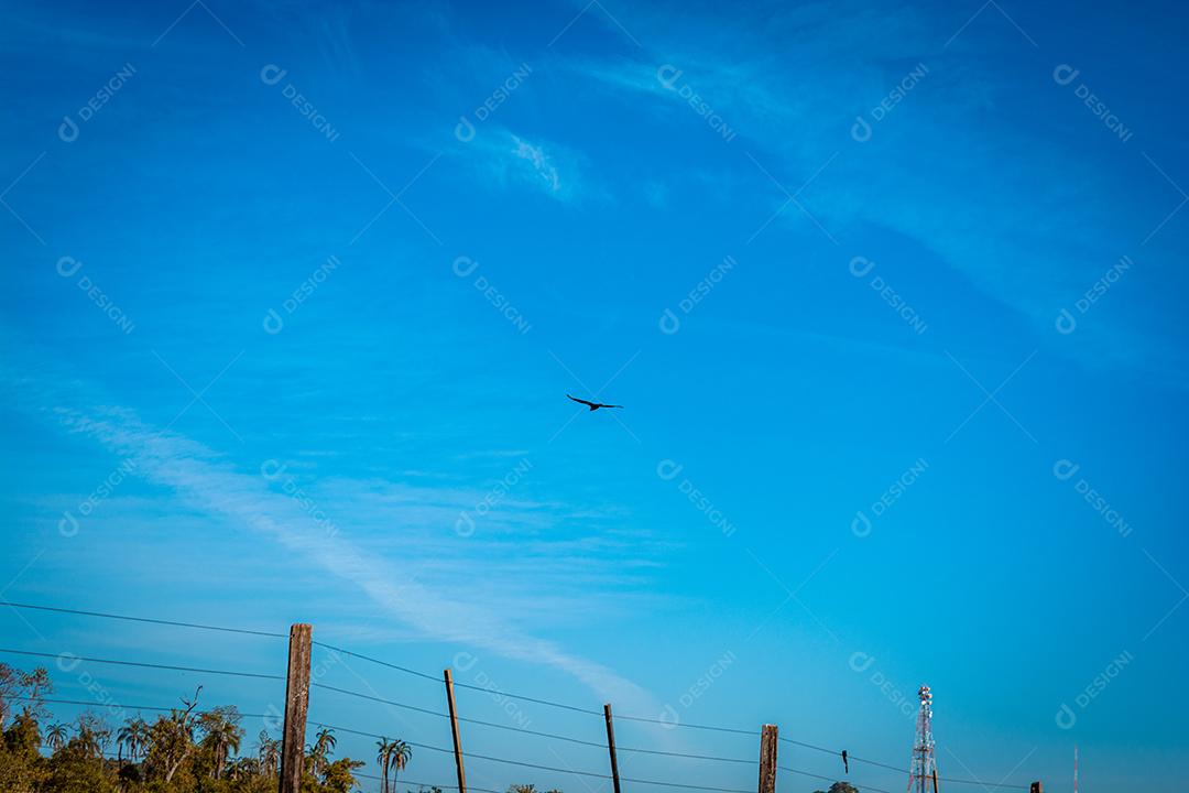 pássaro selvagem voando pelo céú em área rural