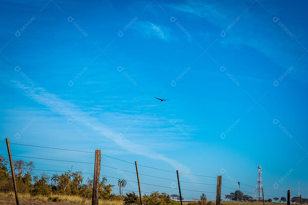 pássaro selvagem voando pelo céú em área rural
