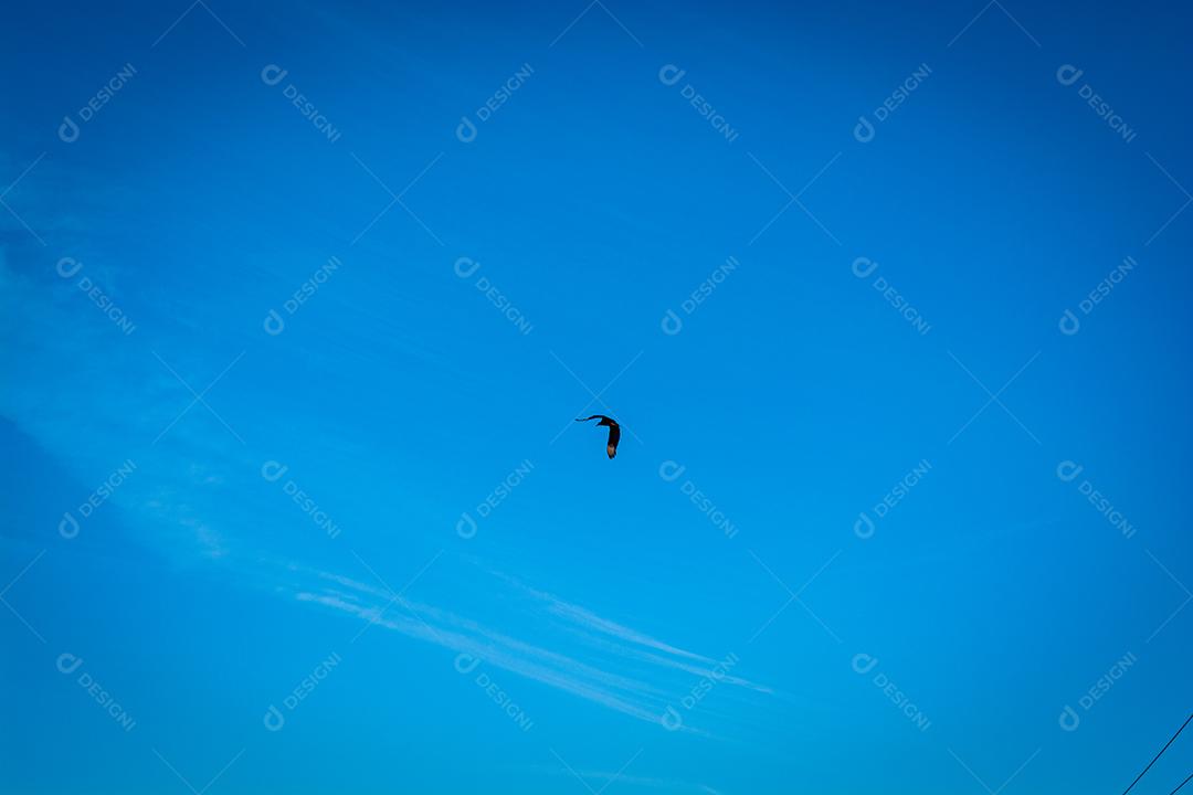 pássaro selvagem voando pelo céú em área rural