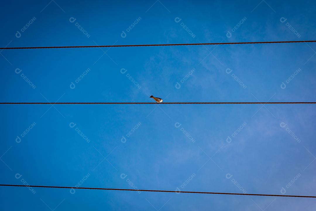 passarinho sentado em fios de eletricidade