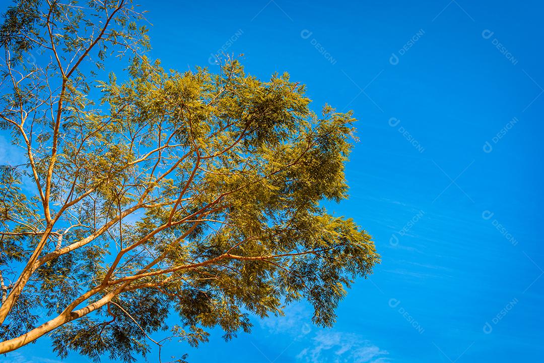 linda arvore em cores de outono em contraste com ceú azul