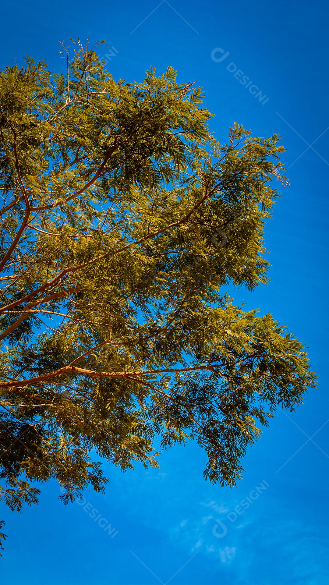 linda arvore em cores de outono em contraste com ceú azul